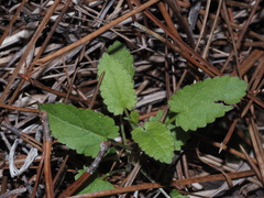 Stachys floridana