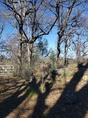 Pinus sabiniana