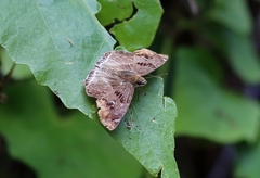 Odontoptilum angulata