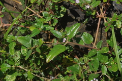 Boerhavia glabrata