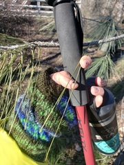 Pinus sabiniana