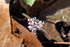 Erigenia bulbosa