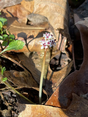 Erigenia bulbosa