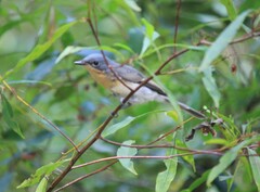 Myiagra rubecula