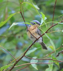 Myiagra rubecula