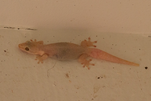 Gehyra mutilata observed 2023-02-05
