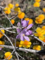Dipterostemon capitatus pauciflorus