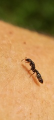 Pseudomyrmex