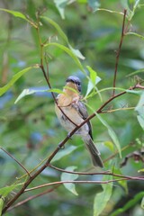 Myiagra rubecula