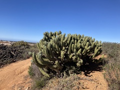 Myrtillocactus cochal