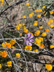 Dipterostemon capitatus pauciflorus