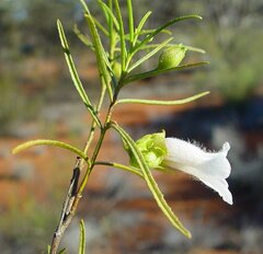 Eremophila spuria