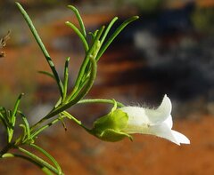 Eremophila spuria