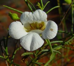 Eremophila spuria