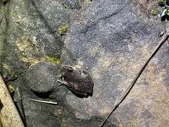 Pseudacris collinsorum