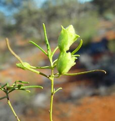 Eremophila spuria