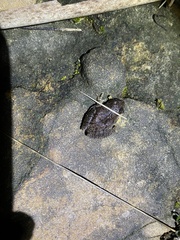 Pseudacris collinsorum