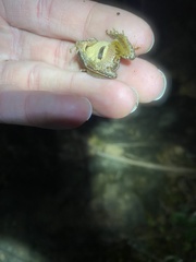 Pseudacris collinsorum