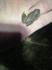 Pseudacris collinsorum