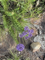 Tetraselago longituba