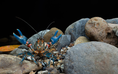 Euastacus valentulus