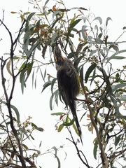 Anthochaera paradoxa