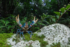 Euastacus sulcatus