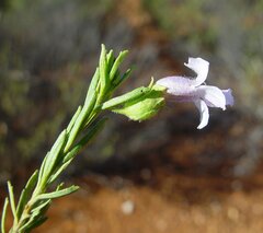 Eremophila punctata