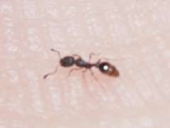 Cardiocondyla venustula