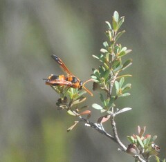 Anterhynchium nigrocinctum