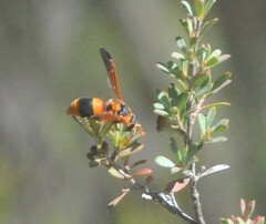 Anterhynchium nigrocinctum