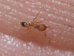Pheidole bilimeki