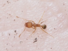 Pheidole bilimeki