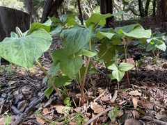 Trillium