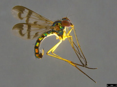 Heteropsilopus ingenuus