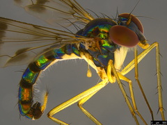 Heteropsilopus ingenuus