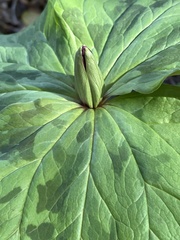 Trillium