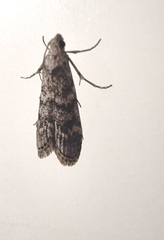Heteromicta pachytera