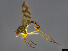 Heteropsilopus ingenuus