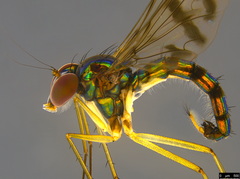 Heteropsilopus ingenuus