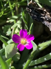 Calandrinia menziesii