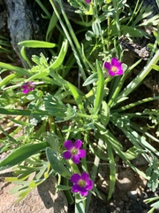 Calandrinia menziesii