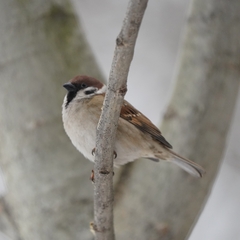 Passer montanus