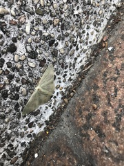 Pelagodes antiquadraria