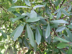 Daphnopsis racemosa
