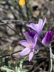 Dipterostemon capitatus pauciflorus