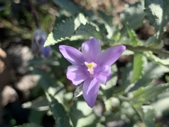 Dipterostemon capitatus pauciflorus