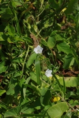 Ipomoea biflora