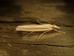 Orocrambus