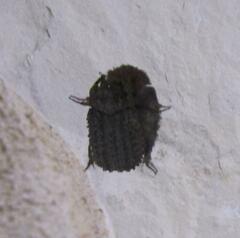 Trogidae